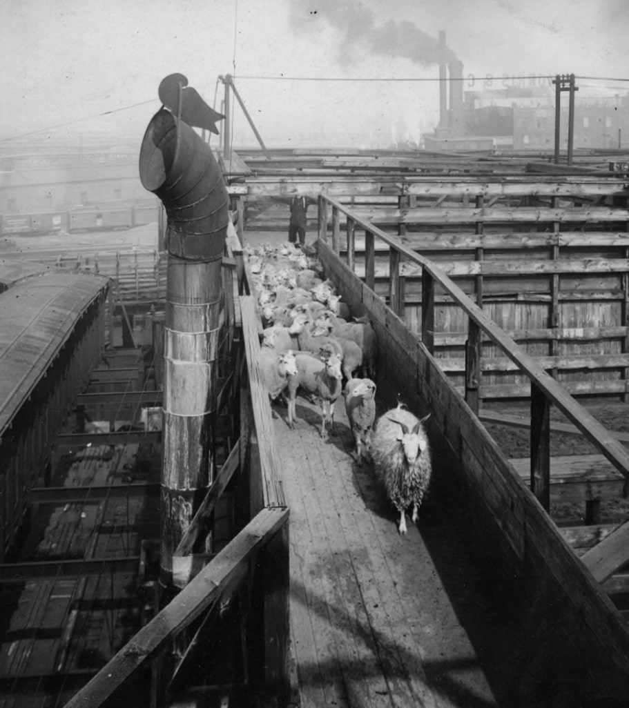 Slaughterhouse Kings Recalling the Creepy Reign of Judas Goats Ag